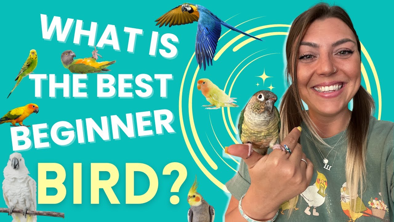 Best Beginner Birds As Pets! 👀🦜