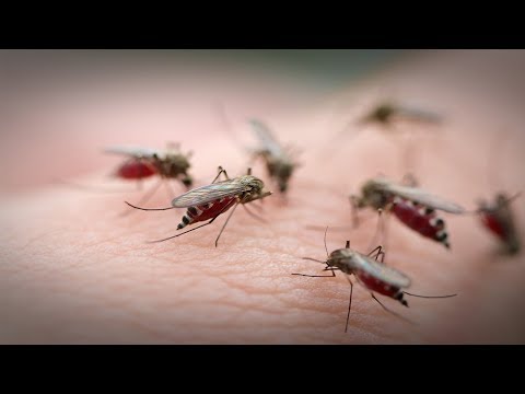 , title : '10 loại bệnh nguy hiểm chết người liên quan đến muỗi'