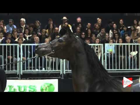 N 142 PUSTYNIA KAHILA   Verona 2015   Fillies 2 years old Class 3