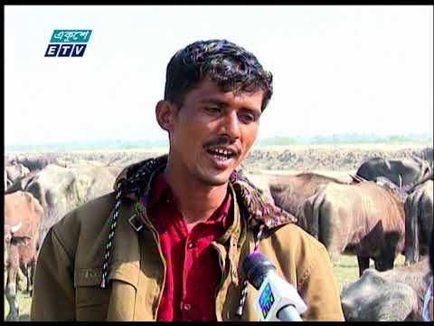 ভাসানচরের গরু-মহিষের বাথান সারাদেশে দুধ ও মাংসের চাহিদা মেটাতে ভূমিকা রাখছে |