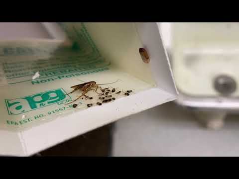 Following Up on a Cockroach Infestation in Tinton Falls, NJ