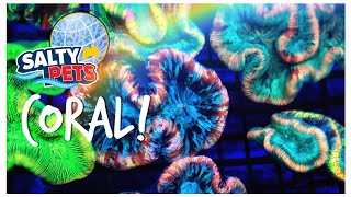 Salty Pets Coral Show Reel - ReefStock Teaser!