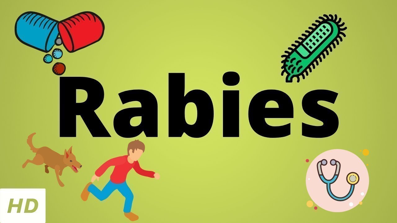 How soon do rabies symptoms appear in humans?