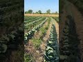 Mixcrop Phagwara Good Cropping System Agriculture Crops Farming Farmer Kisaani Kisan Crop