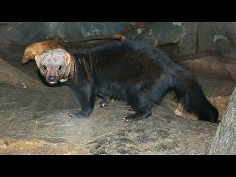 Tayra Facts  Interesting Facts about Tayra  Facts about Tayra