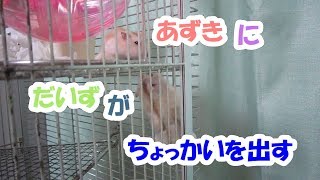 大豆(1F)、小豆(3F)にちょっかいを出すジャンガリアンハムスター