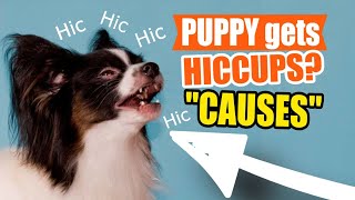 WHAT you SHOULD do when your PUPPY gets HICCUPS🐶