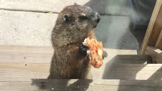 Groundhog Eats Pizza and Teases Cute Dog!