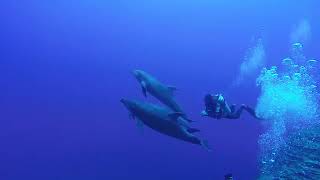 Batman sees porpoise Socorro 2018
