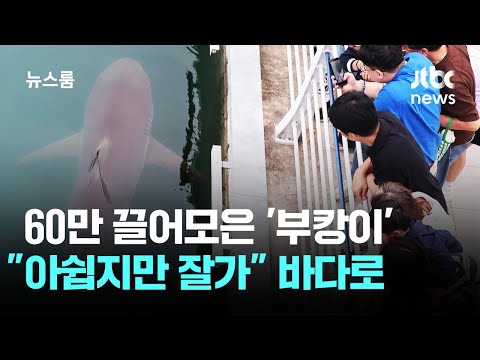 부산 인공수로에 나타난 상어 '부캉이', 드디어 바다로 돌아가요!