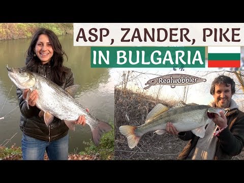 ASP, ZANDER, PIKE Fishing in Bulgaria - Best Moments/ Риболов на РАСПЕР, ЩУКА, БЯЛА РИБА в БЪЛГАРИЯ Video
