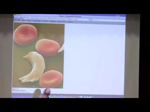 Kevin Ahern's Bite-Sized Biochemistry #9:  Hemoglobin II and Respiration/Metabolism