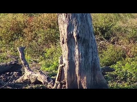 Djuma: Water Monitor Lizard on the move - 16:12 - 05/18/20