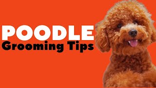 Dog Grooming - Poodle TASTER