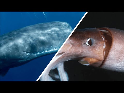 Giant Squid vs. Sperm Whale - Who Would Win? / Documentary