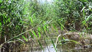 preview picture of video 'Through the reeds at the Sultan Marshes'