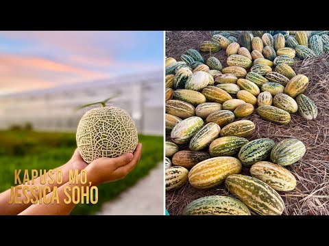 Melon na nagkakahalaga ng 5 million yen, matatagpuan sa Pilipinas?! Kapuso Mo, Jessica Soho