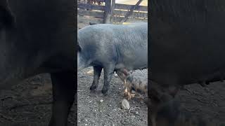 Uma batida que deixa a porcada no jeito!