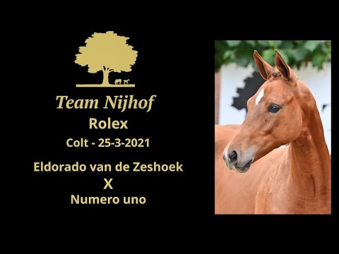 11. Rolex (Eldorado van de Zeshoek x Numero Uno)