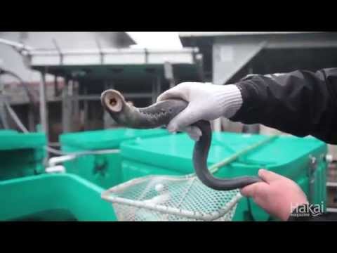 Lamprey - The Forgotten Fish