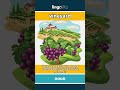 vineyard - a large field where... video thumbnail