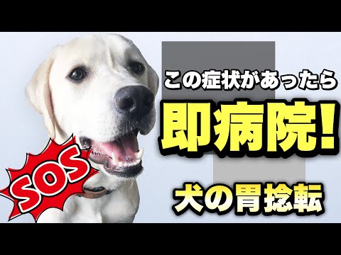 犬の胃捻転:原因、症状、治療法