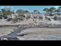 Zebra Stampede Turns Peaceful Waterhole Into Chaos