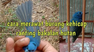 Download lagu CARA MERAWAT BURUNG KEHICAP RANTING BAKALAN mp3 Download lagu CARA MERAWAT BURUNG KEHICAP RANTING BAKALAN mp3