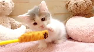 ミヌエットの動画01