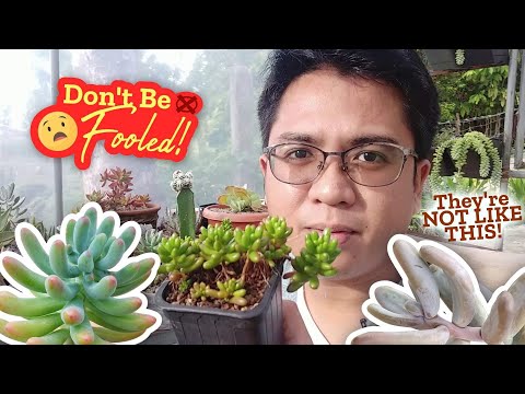 5 Succulent Misconceptions to Avoid when Growing Them