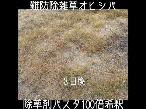 ラウンドアップに代わる除草剤はどれ？環境に優しく効果的な 10 のオプション  庭園
