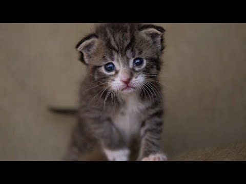 How to Feed a Baby Kitten Without a Mother - Gathering the Right Equipment