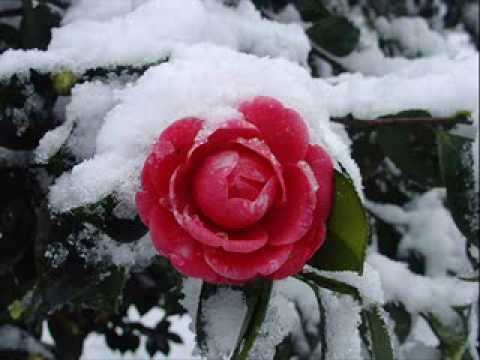 gela daiauri da sultan borchashvili tyeebi fergadazafruli