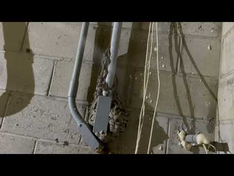 Yellow Jackets All Over the Crawl Space in Little Silver, NJ