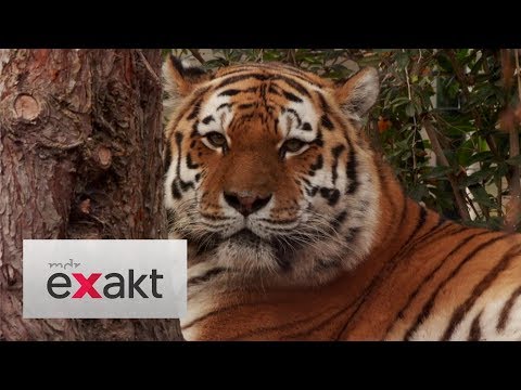 Macht Zucht im Zoo noch Sinn? | Exakt | MDR