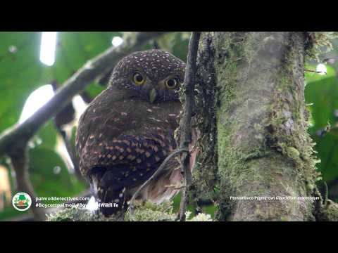 Glaucidium mooreorum