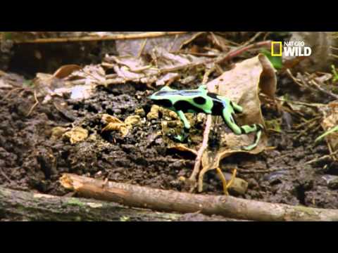 Les fourmis sont-elles le secret du poison des dendrobates ?