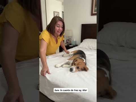 ¡Mi Beagle se convirtió en un burrito! #perros #beaglecrew A #pets #beagle