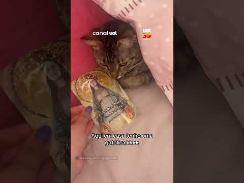 Gatólica? Gatinha anda pela casa com imagem de Nossa Senhora