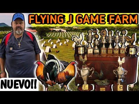 Jorge Vasquez Flying J Game Farm "Biggest International Winner" 🐓🐓🐓💥💥🔥🔥🔥