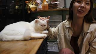 記錄生活 | 貓泰泰咖啡餐廳 | 貓咪