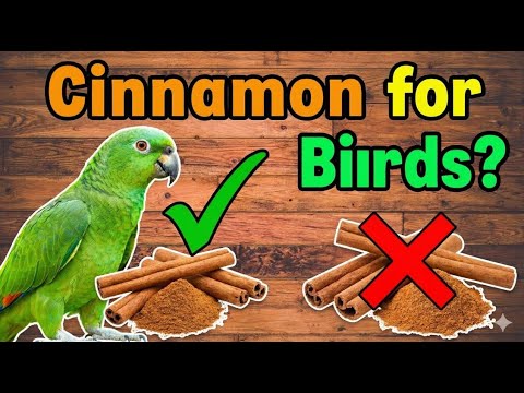 Can Birds Eat Cinnamon? (Ceylon vs Cassia) | Safe Uses, Benefits & Feeding Guide