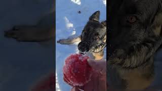 Video preview image #1 German Shepherd Dog-Unknown Mix Puppy For Sale in Princeton, MN, USA