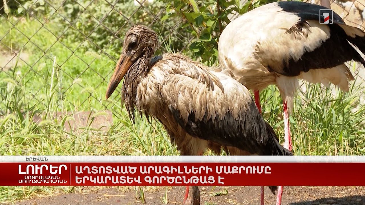 Աղտոտված արագիլների մաքրումը երկարատև գործընթաց է