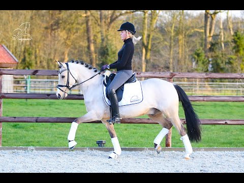 Wallach von FS Champion de Luxe