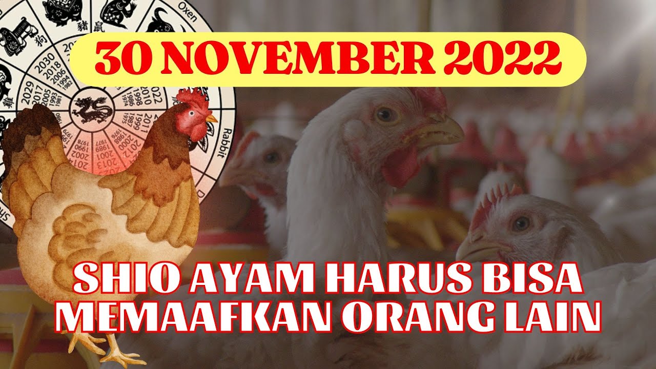 PERUNTUNGAN SHIO RABU 30 NOVEMBER 2022 ❌ SHIO AYAM HARUS BISA MEMAAFKAN