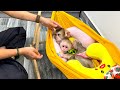 Monkey Kaka pulls a hammock for monkey Mit to sleep is so cute