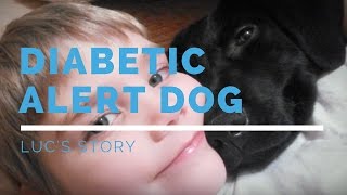 Diabetic Alert Dog: Luc's Story