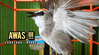 Download lagu trucukan gacor ROPEL PANJANG buat pancingan trucukan agar bunyi JADIKAN burung trucuk gacor NYAUT mp3