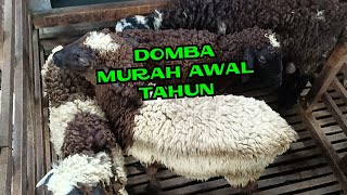 Download lagu CHEAP SHEEP AT THE EARLY YEAR DORPER F1 AND TEXEL #dombaindonesia mp3